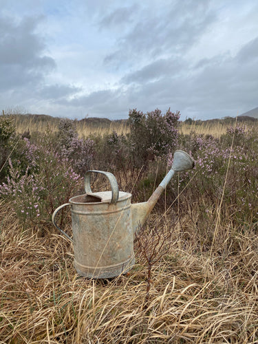 Vintage galvanised watering can
